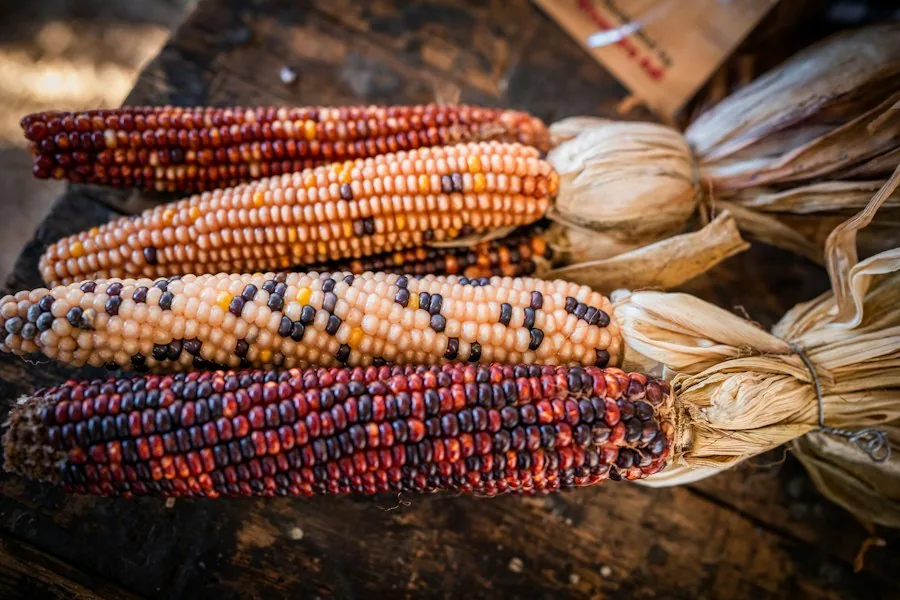 Cope’s Corn dried sweet corn
